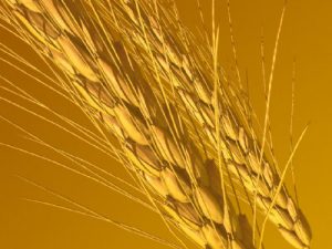 gluten free diet