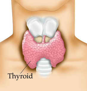 Thyroid Holding Back YOUR Weight Loss? - Natalie Jill | OFFICIAL SITE